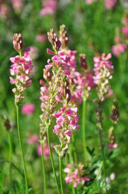 Sainfoin (Onobrychis viciifolia)