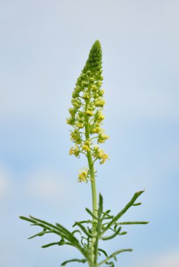 Vahşi mignonette (küf lutea)