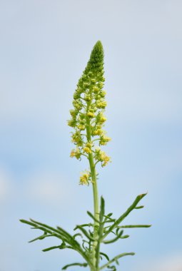 Wild mignonette (Reseda lutea) clipart