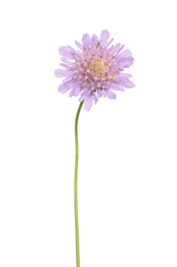 Küçük scabious (Scabiosa columbaria)