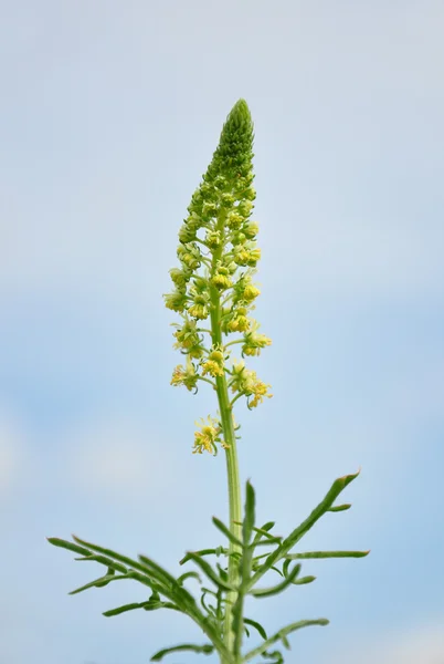Wild mignonette (Reseda lutea) — Stock Photo, Image