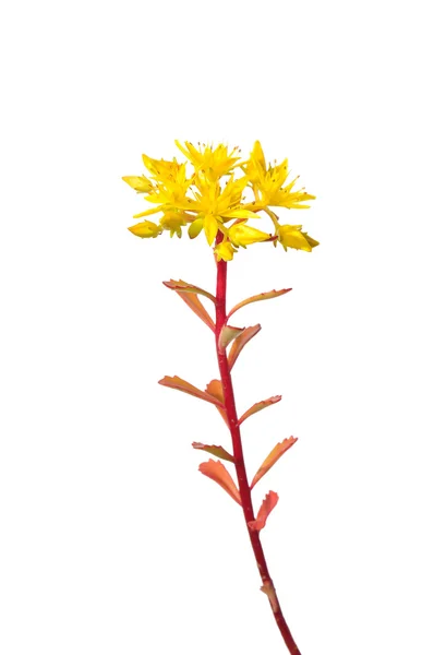 Sedum flowers — Stock Photo, Image