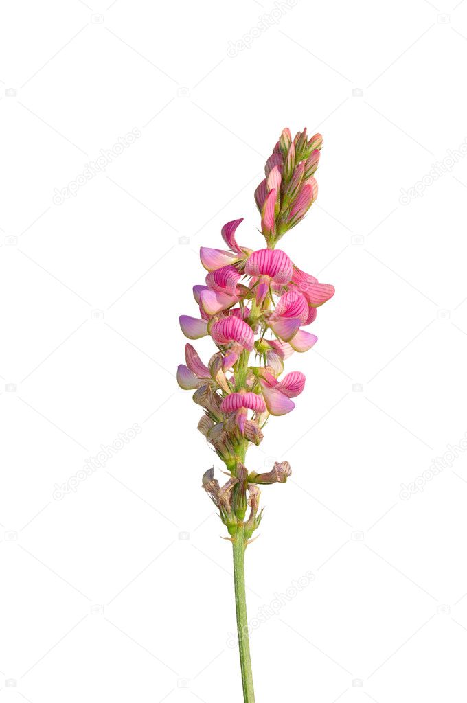 Sainfoin Onobrychis Viciifolia Stock Photo C Rbiedermann 11219054
