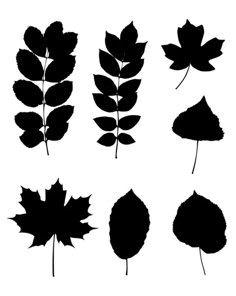 様々 な葉 — ストックベクタ