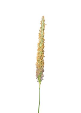 Meadow foxtail (Alopecurus pratensis) clipart