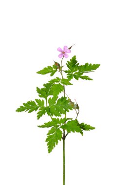 Herb Robert (Geranium robertianum) clipart