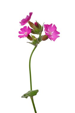 Kırmızı kamp (Silene dioica)