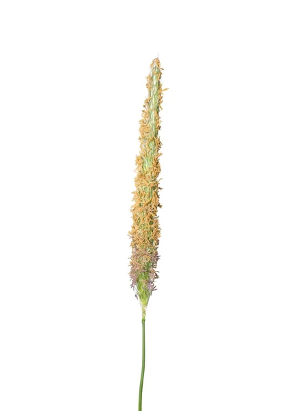Meadow foxtail (Alopecurus pratensis) — Stock Photo, Image