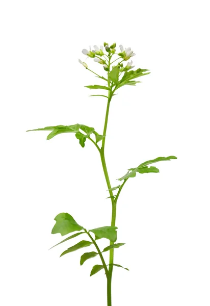Crescione (Nasturtium officinale ) — Foto Stock