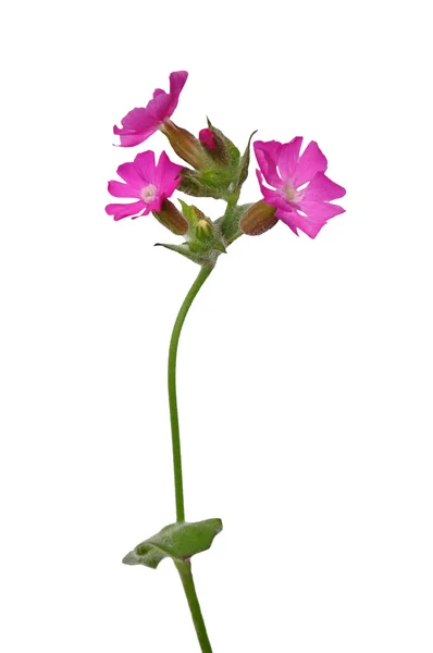 Red campion (Silene dioica) — Stock Photo, Image