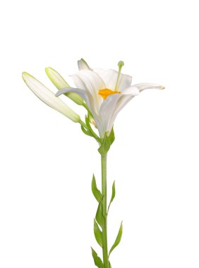 Madonna lily (Lilium candidum)