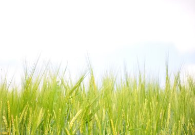 Barley field clipart