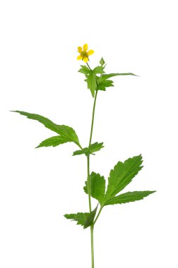 Ahşap avens (Geum urbanum)