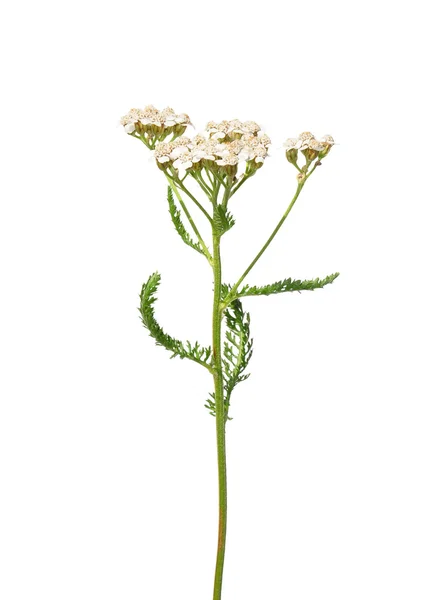 Milefólio (Achillea millefolium) — Fotografia de Stock