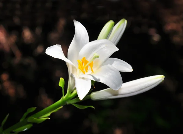 Madonna lily (Lilium candidum) — Stock Photo, Image