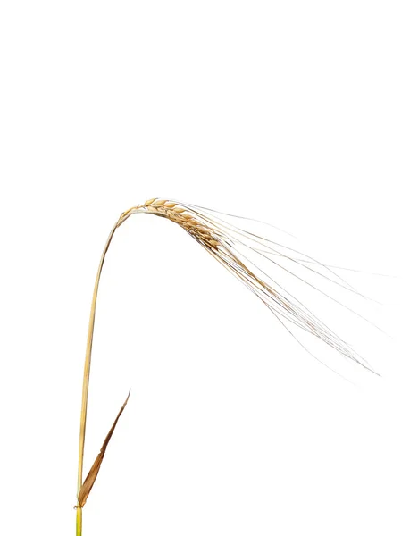 Barley (Hordeum vulgare) — Stock Photo, Image