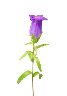 Bellflower (Campanula medium) clipart