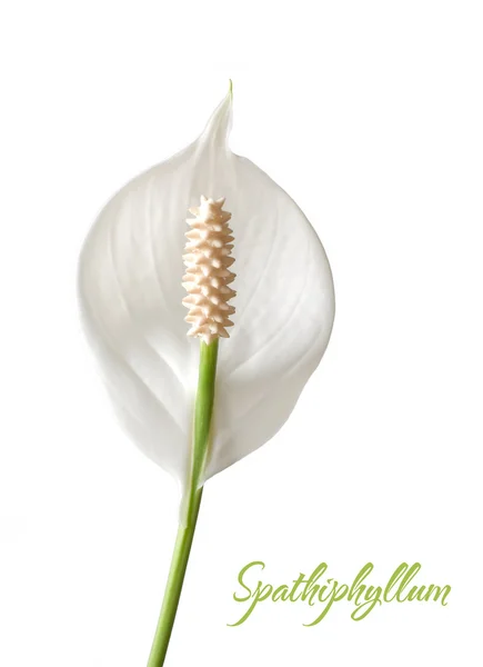 Spathiphyllum isolated on a white background — Stock Photo, Image