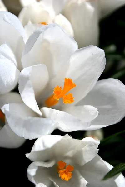 Белые крокусы ранней весной — стоковое фото