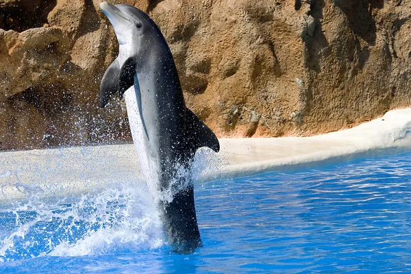 Delfindans i vann – stockfoto