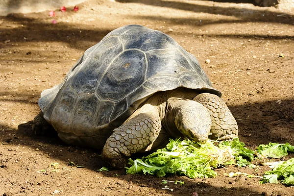 加拉帕戈龟 — 图库照片
