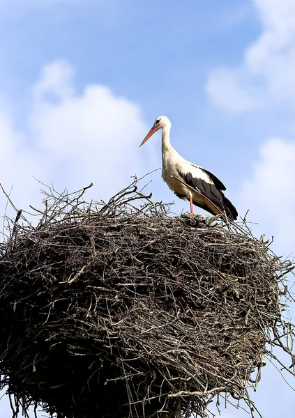 Белый аист в гнездовом месте — стоковое фото