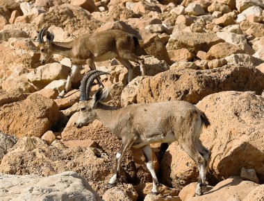 İki dağ chamois