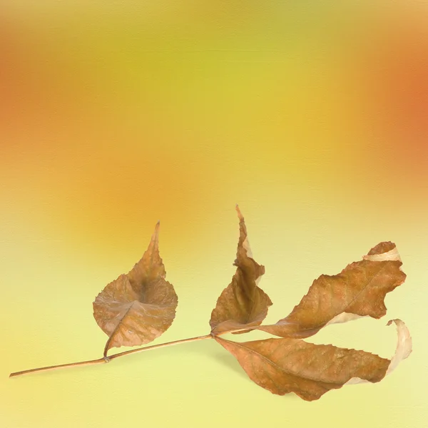 Luminose foglie autunnali sullo sfondo astratto con bokeh — Foto Stock