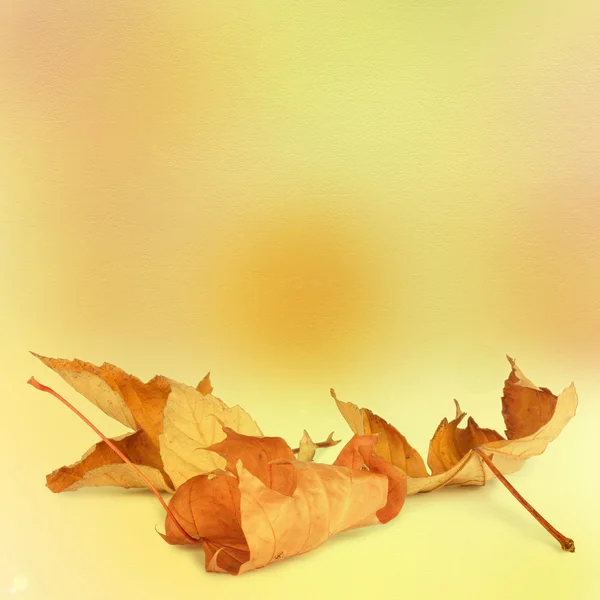 Hojas de otoño brillantes sobre el fondo abstracto con bokeh — Foto de Stock