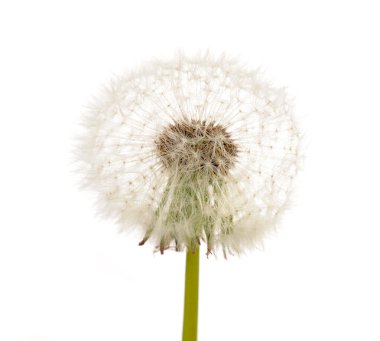 White Dandelion (Taraxacum Officinale) Flower clipart