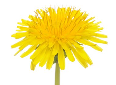 Yellow Dandelion (Taraxacum Officinale) Flower on White Background clipart