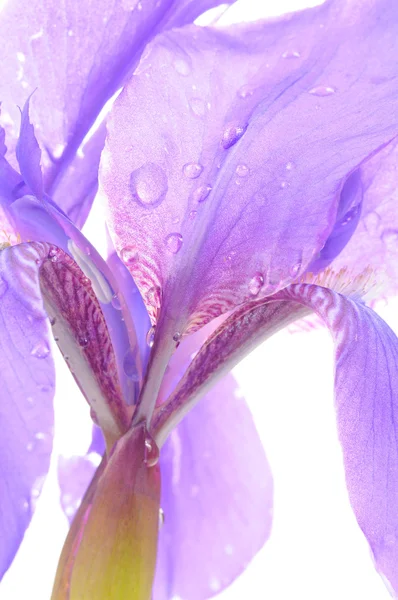 紫色鸢尾花与露滴眼液特写 — 图库照片