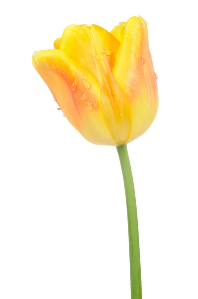 Tulipa amarela bonita com gotas de água — Fotografia de Stock
