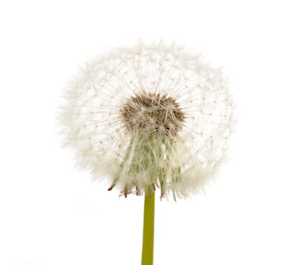 Квітка Кульбаба білий (Кульбаба лікарська) — стокове фото