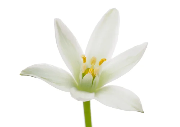 Flor de ornitogalo branco (lírio de grama) em fundo branco — Fotografia de Stock