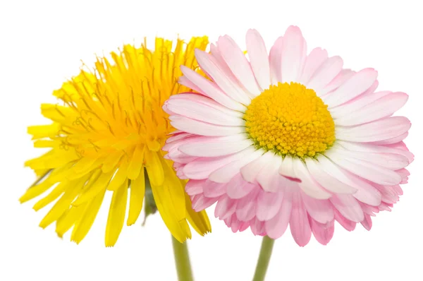 Желтый одуванчик и розовый цветок — стоковое фото