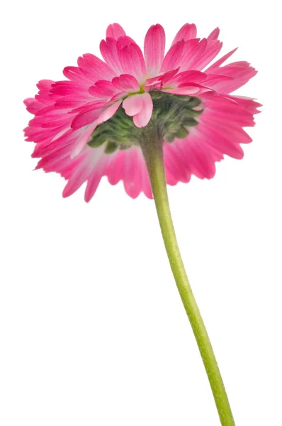 Bela flor margarida rosa no fundo branco — Fotografia de Stock