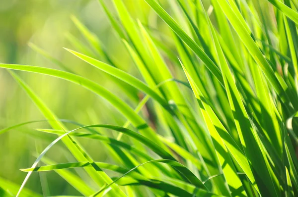Napfényes zöld nyári fű — Stock Fotó
