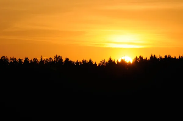 Hermosa puesta de sol amarilla sobre la selva negra —  Fotos de Stock