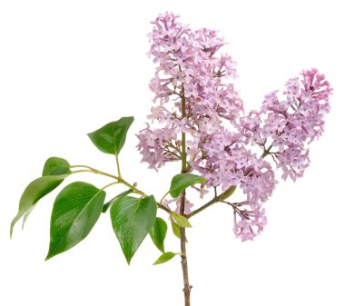 Lilac (Syringa) Branch on White Background clipart