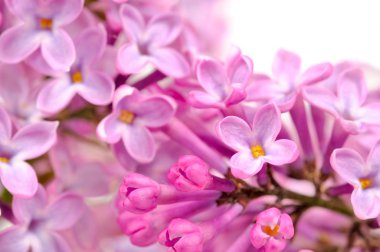 Beautiful Lilac (Syringa) Flowers Close-Up clipart