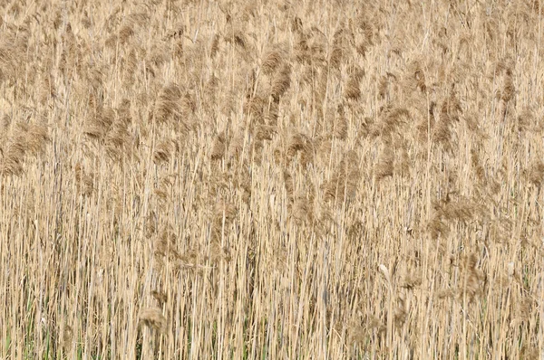 Reed comune (Phragmites ) — Foto Stock