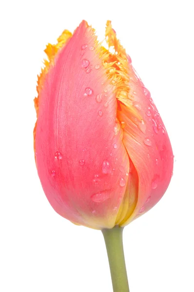 Linda tulipa franzida — Fotografia de Stock