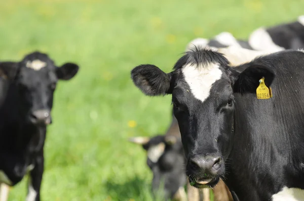 Стадо коров пасущихся на пастбище — стоковое фото