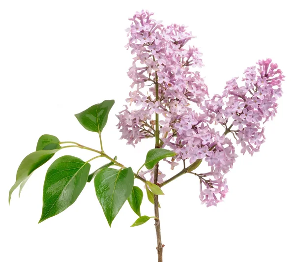 Lilac (Syringa) gren på hvid baggrund - Stock-foto