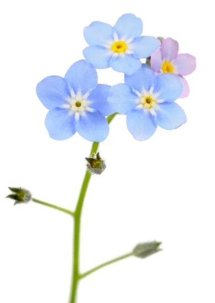 Mooie Forget-me-not (Myosotis) bloemen op witte achtergrond — Stockfoto