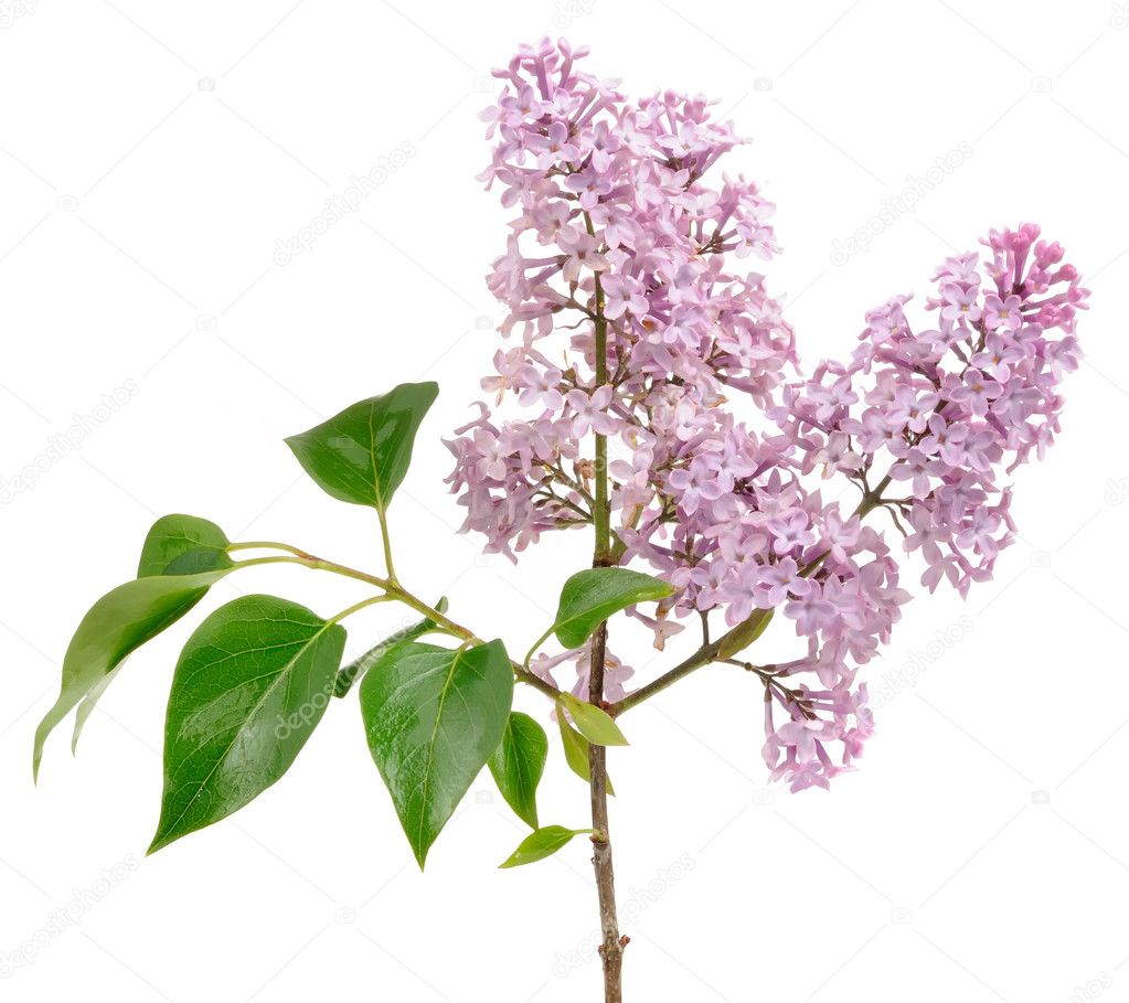 Lilac (Syringa) Branch on White Background