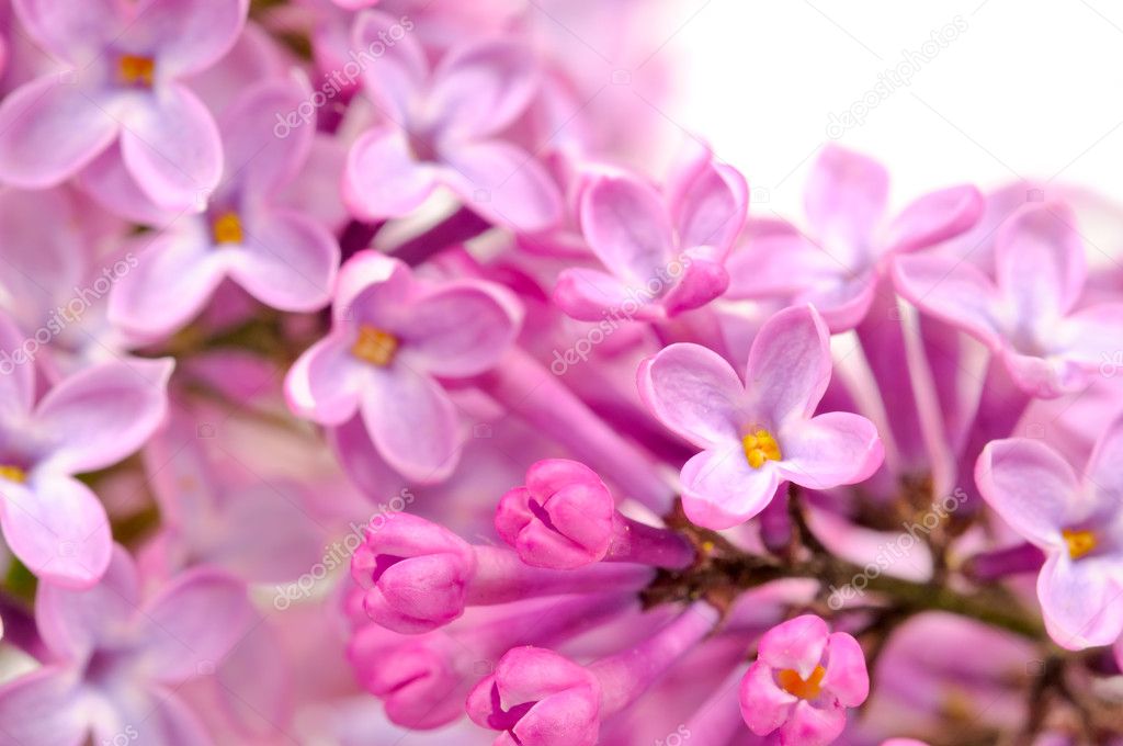 Beautiful Lilac (Syringa) Flowers Close-Up