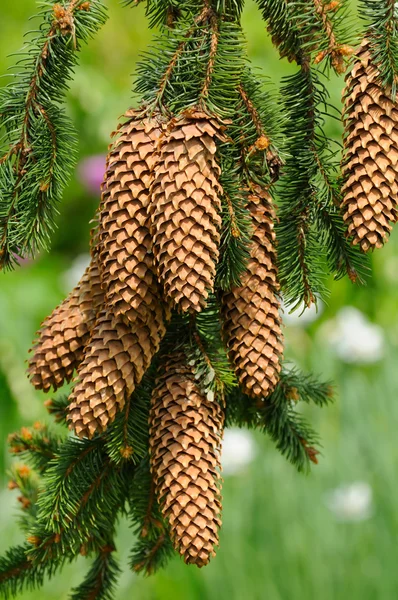 Spruce Branch with Cones — Stock Photo, Image