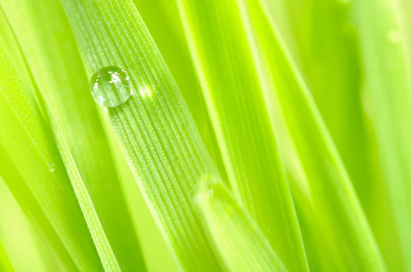 Grama verde com gota de orvalho macro — Fotografia de Stock